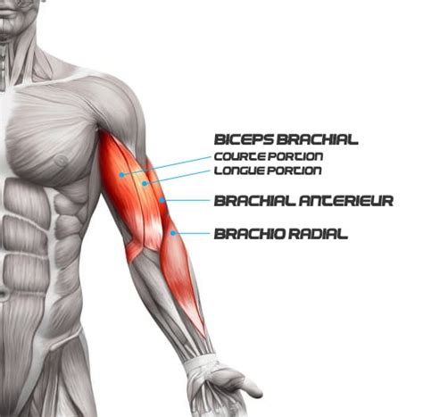Musculation Biceps Anatomie And Exercices Pour Muscler Ses Biceps