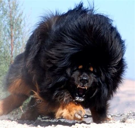 Caucasian Ovcharka A Russian Dog Used For Bear Hunting