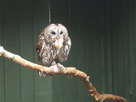 Tawny Owl Zoochat
