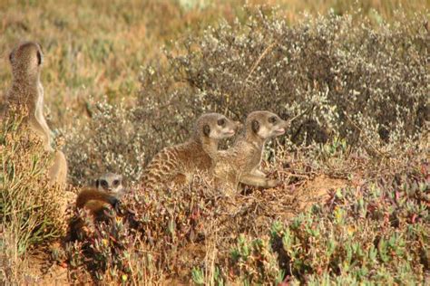 Erdmännchen In Freier Wildbahn In Oudtshoorn And Touren In Südafrika