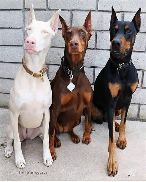 Initially suspicious of strangers, the doberman pinscher is a great guard and watchdog. ️💯🔥💥 | Doberman pinscher dog, Dog breeds, Doberman puppy