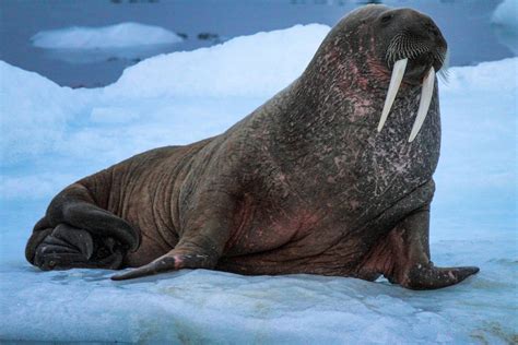 A Walrus On An Ice Flow In Greenland Photo By Aqqa Rosing Asvid