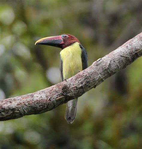 Details Green Aracari Birdguides