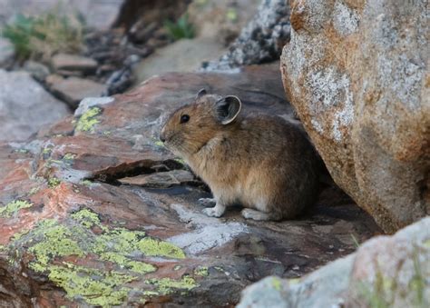5 Wild Facts About The American Pika The Cutest Endangered Species