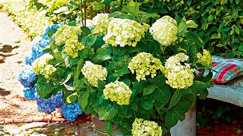 Darauf kam dann nur noch das letzte laub aus dem garten. Winterschutz für Hortensien | Schweizer Garten