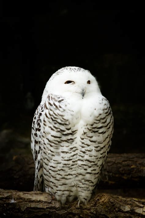 Owls Sleeping Are So Adorable You Need To See These Pictures Videos