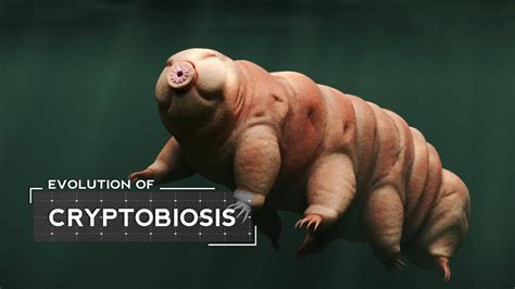 How Tardigrades Evolved To Survive Extreme Conditions Youtube