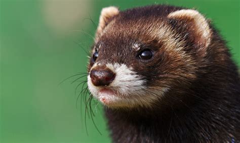 Polecat Adorable Cute Animals Cute Animals Animal Pictures
