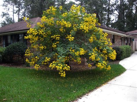 There is a tree near the ocean that has yellow flowers in the morning that change to deep red by nightfall. A Scrapbook of Me: 5/5/13 - 5/12/13