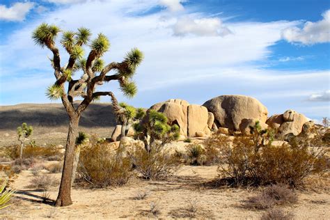 Landscape of Joshua Tree National Park, California image - Free stock photo - Public Domain ...