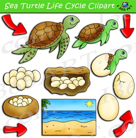 Sea Turtle Life Cycle Clipart Pack Clipart 4 School