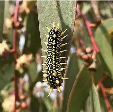 Caterpillar with spikes photograph caterpillar with spikes fine art print. Native to Australia, Black Slug Cup Moth Caterpillars feed ...
