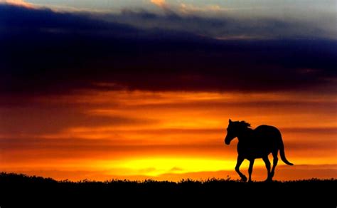 52 Horses At Sunset Wallpapers