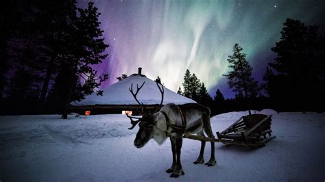 Aurora Hunting Tour With Reindeer Visit Finland