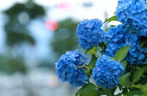 Hydrangea Bloom Blue Wallpaper Hd Flowers 4k Wallpapers Images