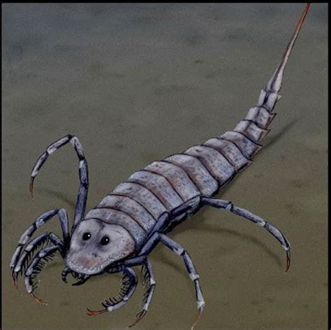 What Is An Arthropod Characteristics And Examples Of Arthropods Ency123