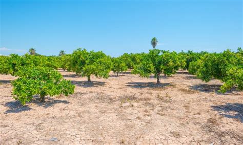 Orchard Of Lemon Trees In Sunlight Stock Image Image Of Blue Spain