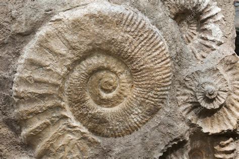 Ammonites Del Período Cretácico 2023