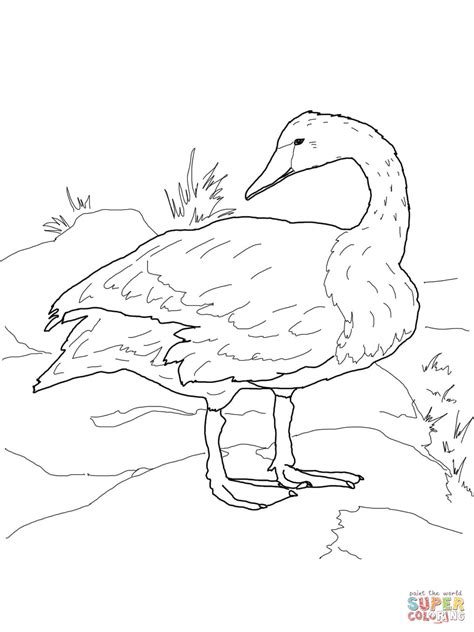 Trumpeter Swan On Shore Coloring Page Free Printable Coloring Pages