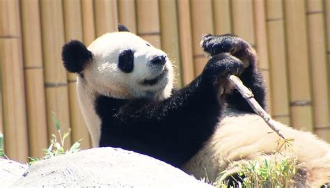Hours, address, toronto zoo reviews: Pandas at Toronto Zoo headed for new home in Calgary | CTV ...