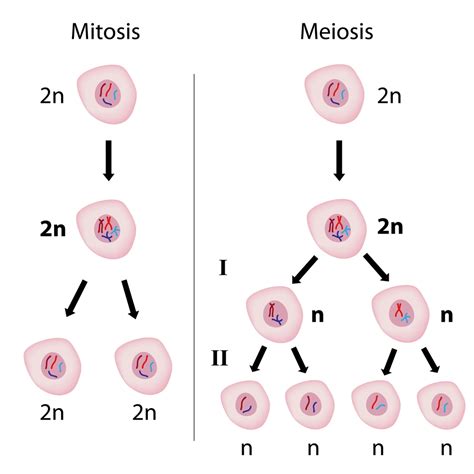 Cell Division Mitosis And Meiosis Worksheet