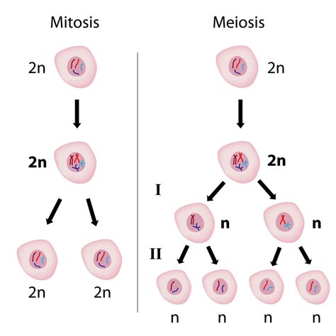 Understand The Cell Cycle Worksheet EdPlace