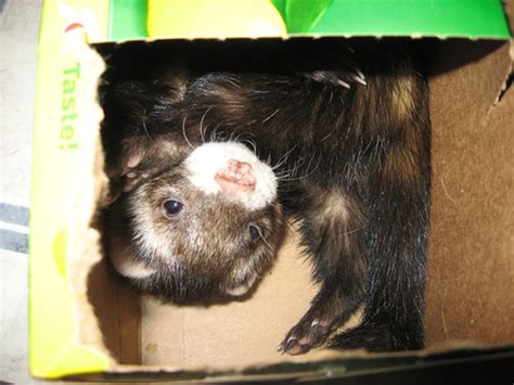 960 x 1280 jpeg 111 кб. What toys are good for ferrets? | hubpages