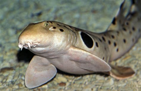 Some Sharks Are Walking To Find More Favorable Conditions •