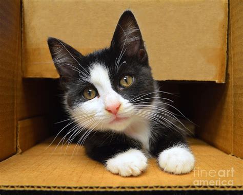 Special Delivery Tuxedo Kitten Photograph By Catherine Sherman Fine