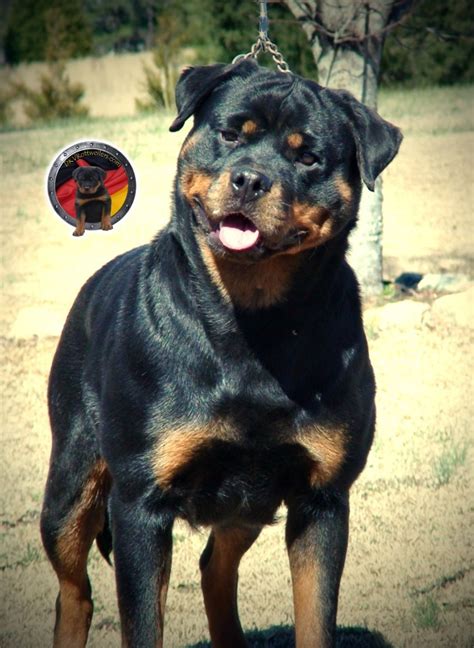 Von konigin rottweilers is very excited to announce our upcoming litter with german champion and international champion bruno vom. German vs American - DKV Rottweilers Blog