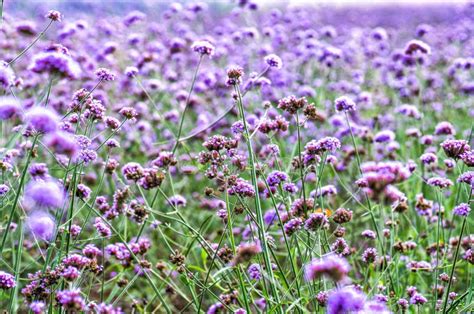 Purple Flowers On Meadow Stock Image Image Of Leaf Lavender 98337643