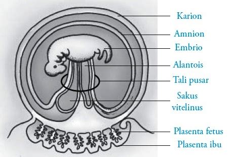 Berapa lama proses spermatogenesis pada manusia dari spermatogenium hingga menjadi sperma matang. Proses Fertilisasi, Gestasi (Kehamilan) dan Persalinan pada Manusia