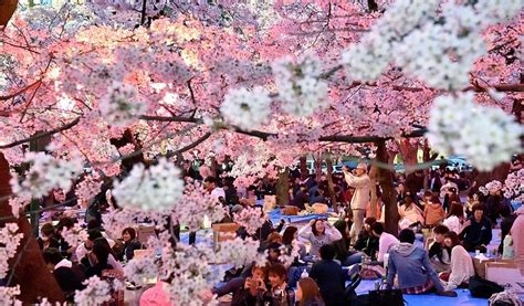 Interesting Facts About Japans Cherry Blossom Festivals