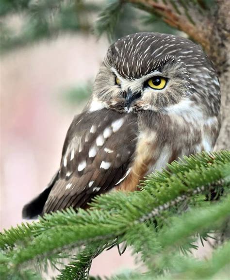 Cute Little Saw Whet Owls Great Pix Birding Backyard And Beyond