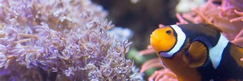 Meet Our Sea Animals Sea Life Aquarium At Mall Of America