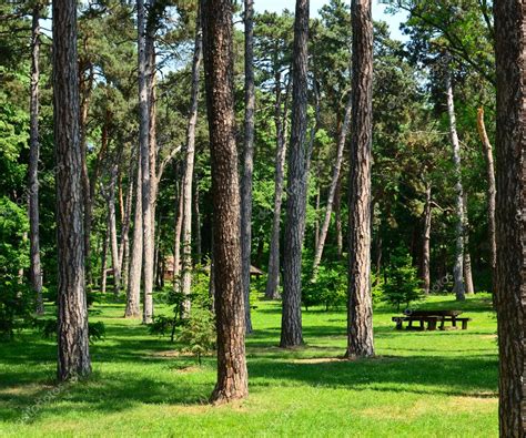 Beautiful Scenery Of Green Forest With Picnic Table And