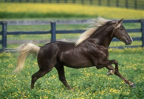 Chocolate Silver Rocky Mountain Horse Four Beat Gait Breed From