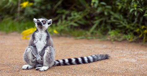 The Extinct Lemur Was Discovered In Madagascar