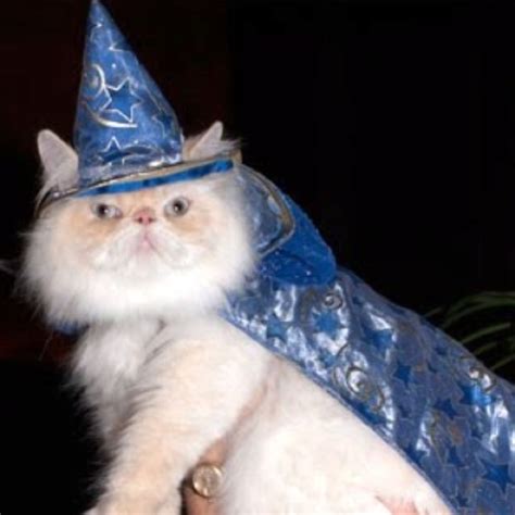 Classic Wizard Cat Wizard Cat Cute Cats Cat Drawing