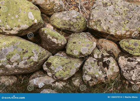 Green Moss On Stone Background And Texture Old Stone Wall Covered With