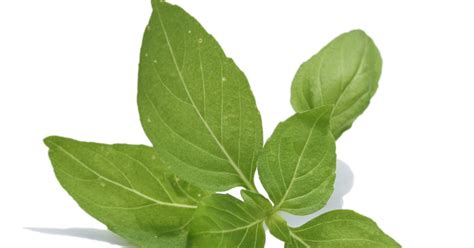 Kerala Thulasi Plant Good For Health Health Tips Aalmaramspot