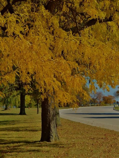 Honey Locust Tree Seed Pods Etsy