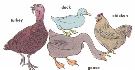 Poultry Allergies in Dogs - Country K9 Pet Resort & Spa