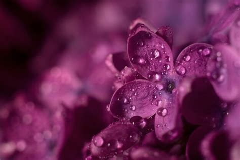 Premium Photo Beautiful Purple Lilac Flowers Selective Focus
