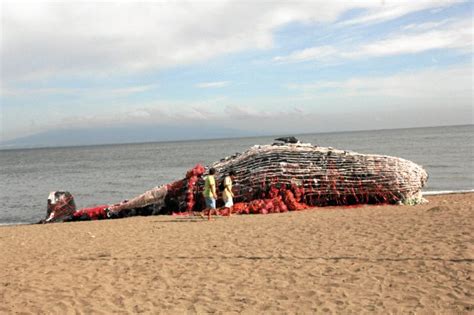 Dead Whale Fake But Plastic Pollution Killing The Sea Real Says