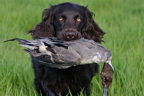 Duck Hunting Dog