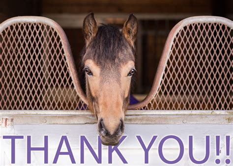 Thank You For Sponsoring A Safe Horse Save A Forgotten Equine Safe