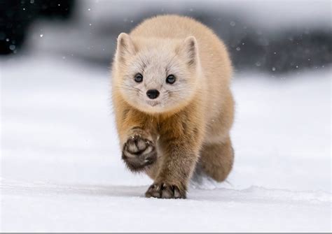 This Sleek And Furry Creature Is The Japanese Sable A Species Of Marten