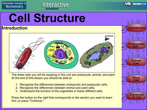 Prokaryotic cells do not have nucleus. Interactive animated cells: Prokaryotic, Eukaryotic (Plant ...