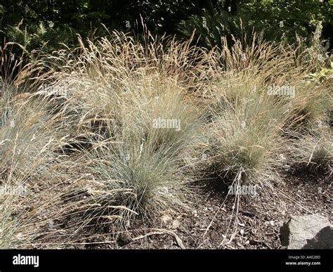 Blue Fescue Festuca Glauca Hi Res Stock Photography And Images Alamy